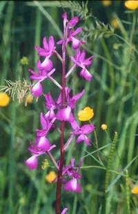 Loose-flowered orchid (Anacamptis laxiflora) plant