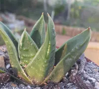 Crude Haworthia