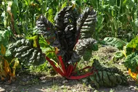 Beta vulgaris