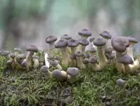mullet honey fungus