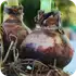 Scan result image