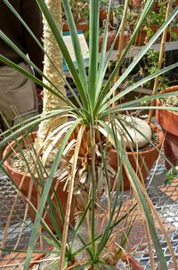 Mexican Pony Tail Palm