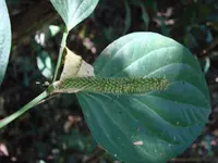 Piper crassinervium (Piper crassinervium) plant