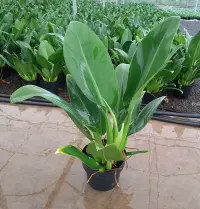 Philodendron martianum in the pot
