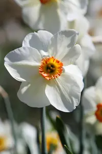 poet's narcissus
