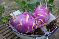 Brassica oleracea var. gongylodes food
