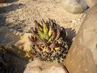 black-thorn aloe