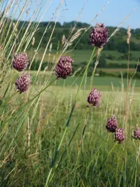 round-headed leek