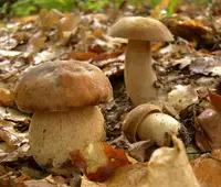 summer cep