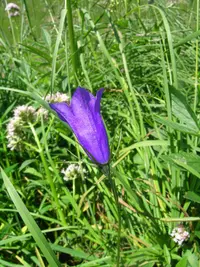 Scheuchzer's bellflower