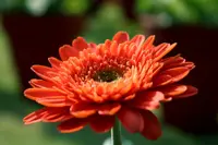 Gerbera daisy
