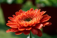 Gerbera daisy