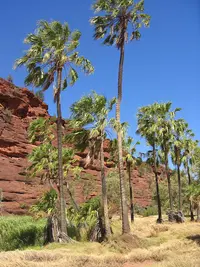 Central Australian cabbage palm
