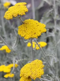 moonshine yarrow (Achillea clypeolata) plant