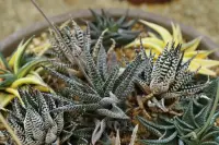 Haworthiopsis fasciata