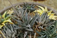 Haworthiopsis fasciata