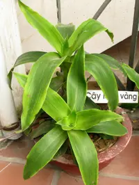 Basket plant