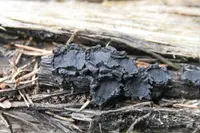 Biscogniauxia repanda
