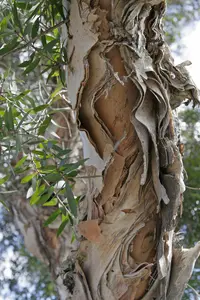 punktree
