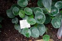 zip begonia