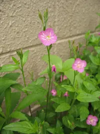 rose evening primrose (Oenothera rosea) plant