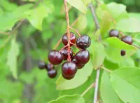 chokecherry