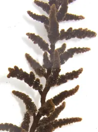 beauty bush alga
