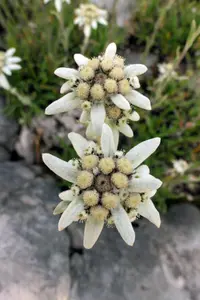 Antennaria rosea (Leontopodium leontopodioides) plant