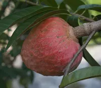 custard apple