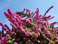 Great bougainvillea (Bougainvillea spectabilis) plant