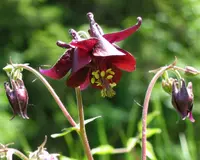 Dark Columbine