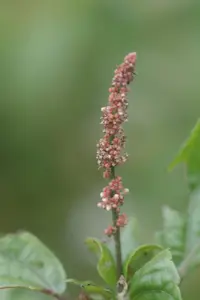 Asian copperleaf