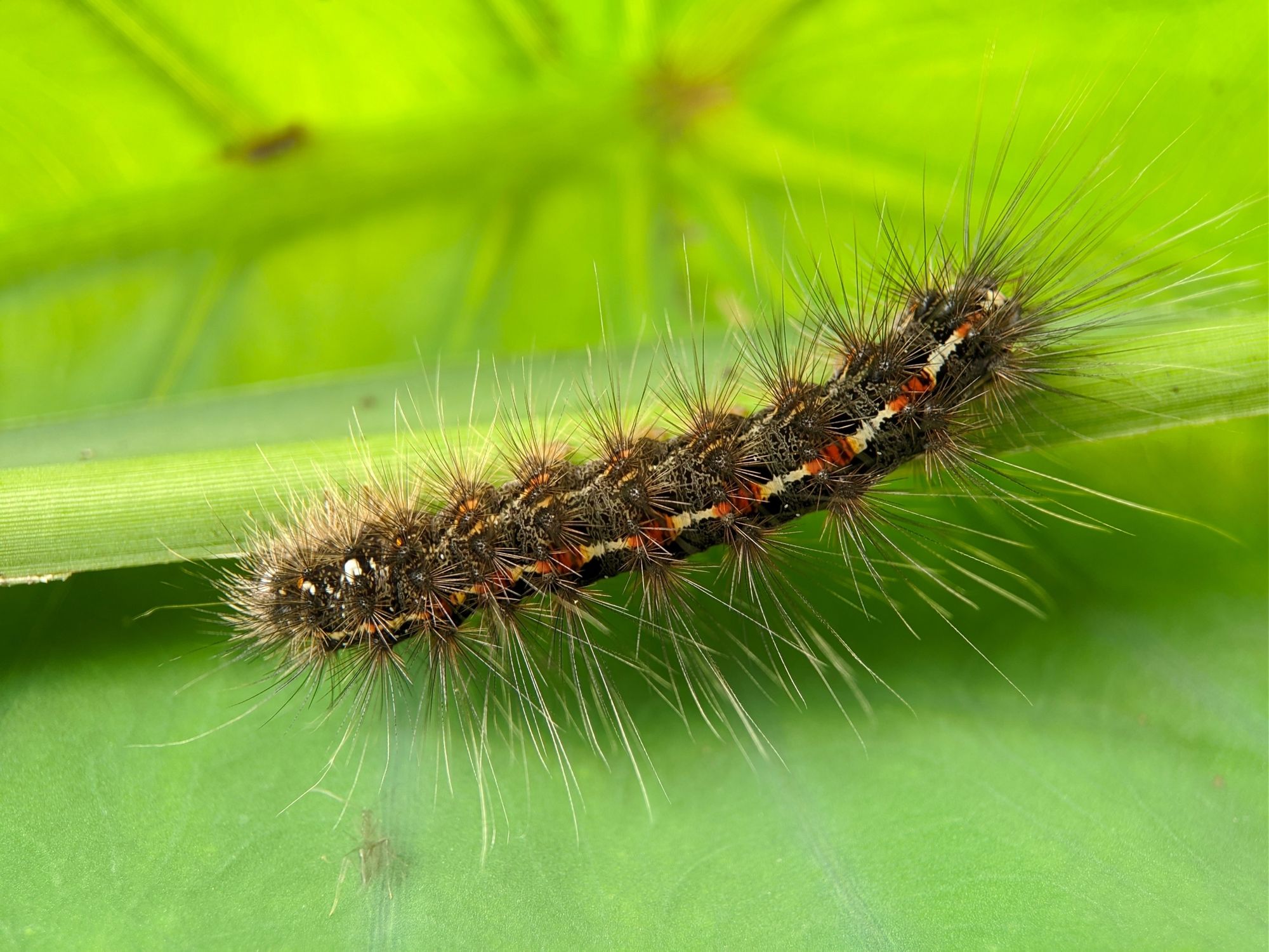 Oaks Outsmart Hungry Caterpillars