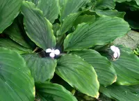 Kaempferia elegans (Kaempferia pulchra) plant