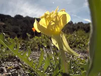 yellow evening primrose (Oenothera flava) plant