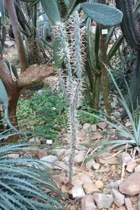 Long-spine Cholla