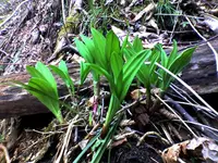 Siberian onion