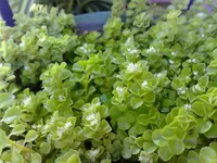 Pilea depressa