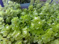 Pilea depressa
