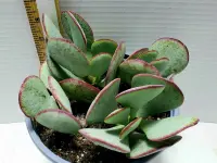 Crassula arborescens