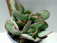 Crassula arborescens