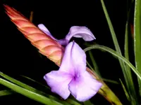 Tillandsia guatemalensis (Tillandsia guatemalensis) plant