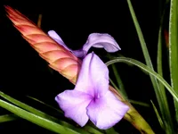 Tillandsia guatemalensis