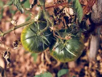 Tomato