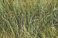 brownfruit rush (Juncus pelocarpus) plant