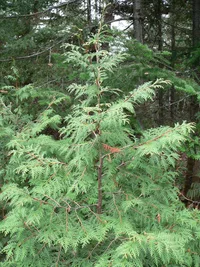 Arborvitae