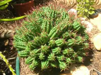 Euphorbia mammillaris indoor