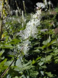 tall bugbane