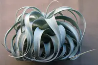 Tillandsia xerographica