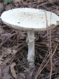 Coker's amanita
